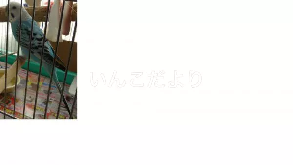 コメントの画像