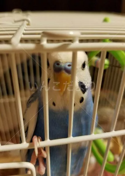 コメントの画像