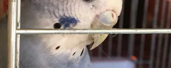 コメントの画像