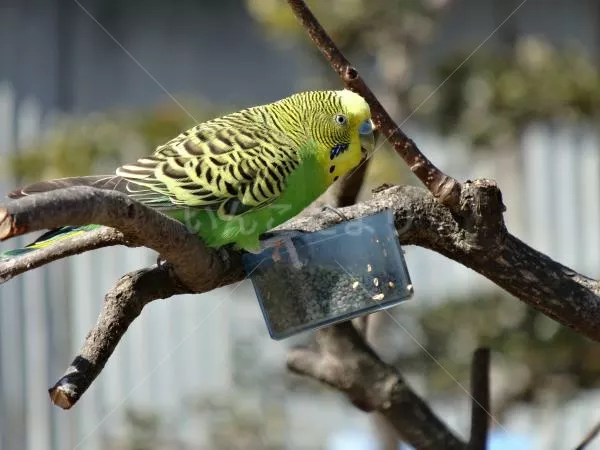 コメントの画像