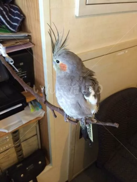 コメントの画像