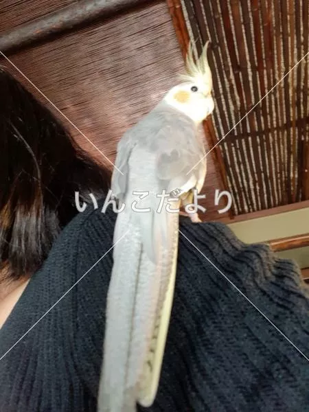 コメントの画像