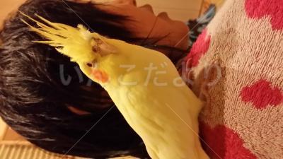 コメントの画像