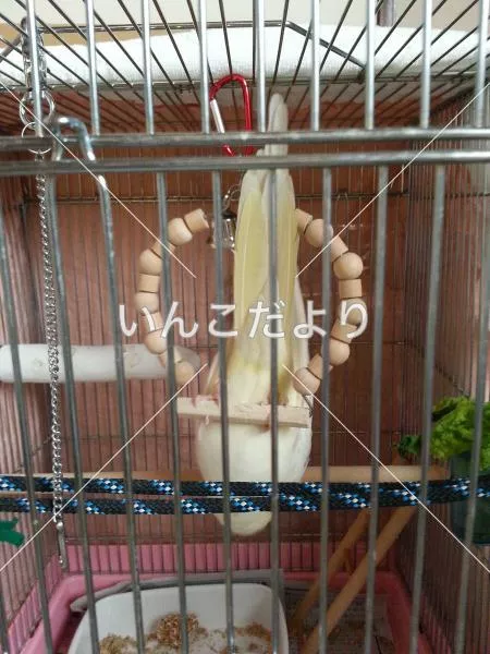 コメントの画像