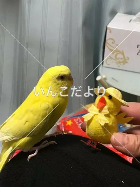 コメントの画像