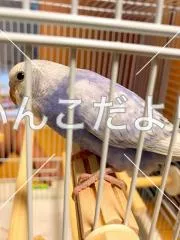 コメントの画像