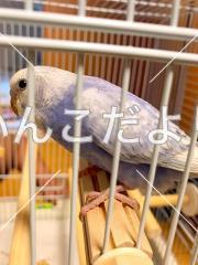 コメントの画像