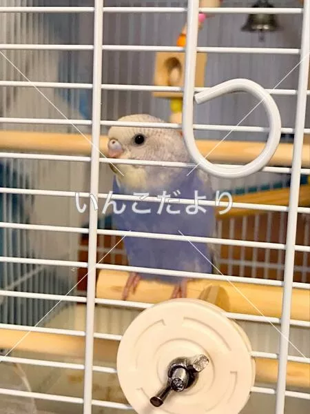 コメントの画像