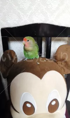 コメントの画像