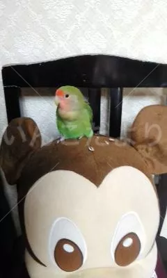 コメントの画像