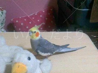 コメントの画像