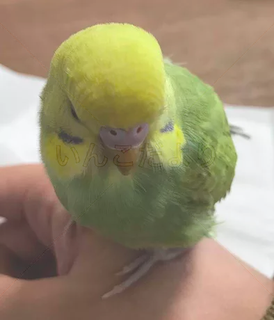 コメントの画像