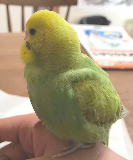 コメントの画像