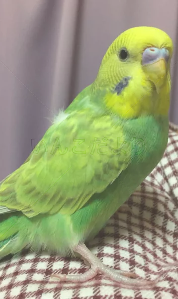 コメントの画像