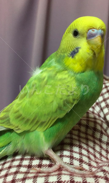 コメントの画像