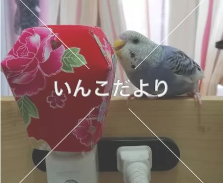 コメントの画像