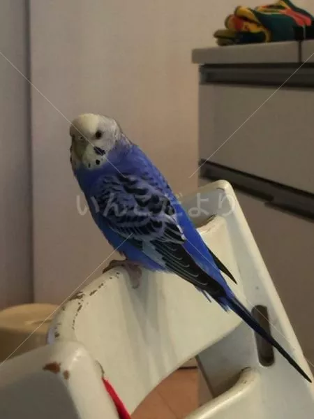 コメントの画像