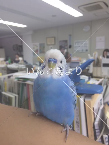 コメントの画像