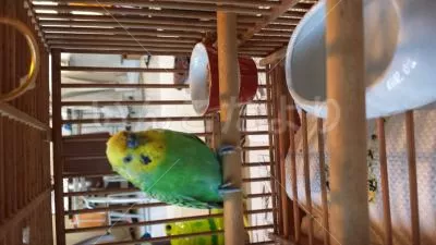 コメントの画像