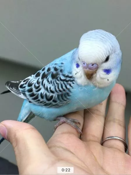 コメントの画像