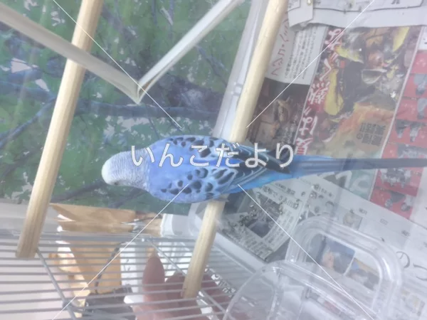 コメントの画像