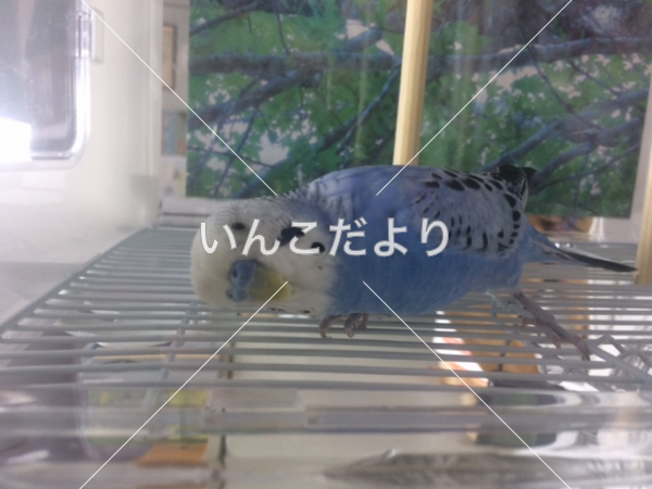 コメントの画像