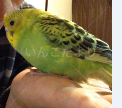 コメントの画像