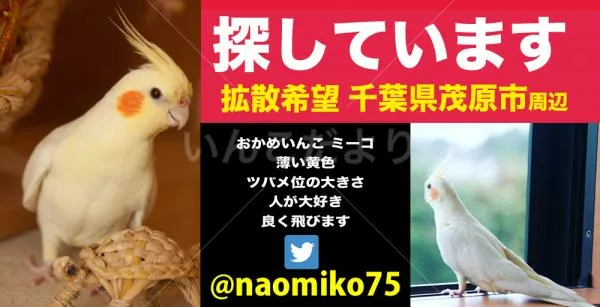 コメントの画像