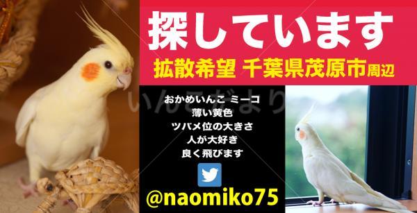 コメントの画像