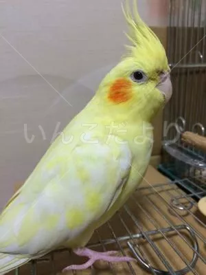 コメントの画像