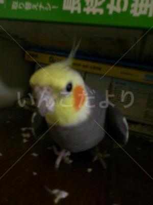 コメントの画像