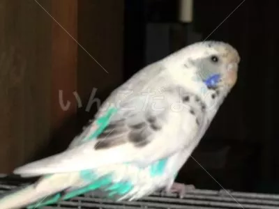 コメントの画像