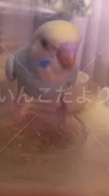 コメントの画像