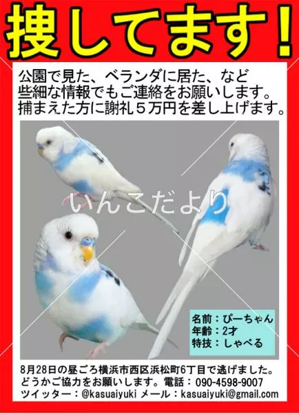 コメントの画像