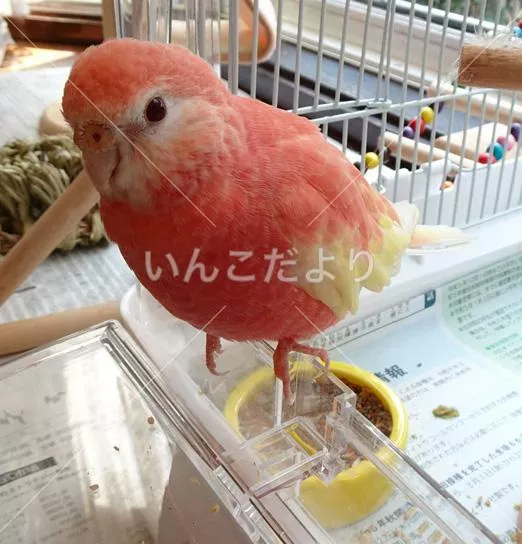 コメントの画像