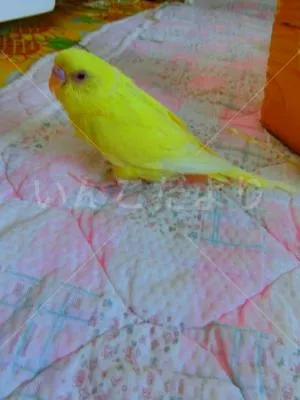 コメントの画像