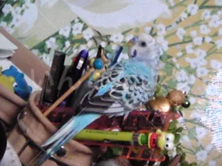 コメントの画像