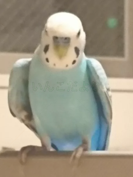 コメントの画像