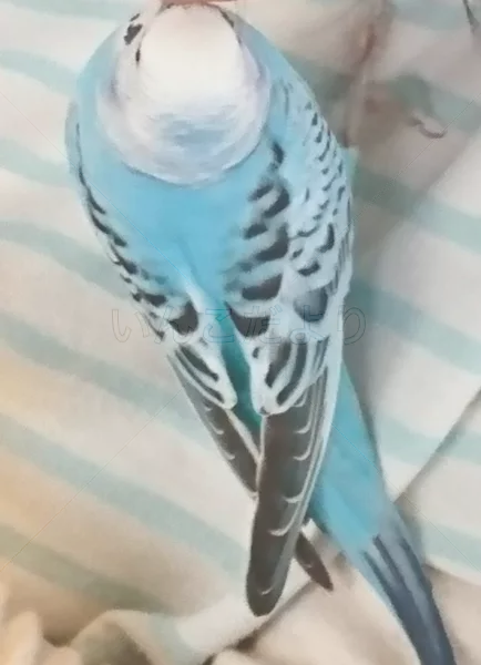 コメントの画像