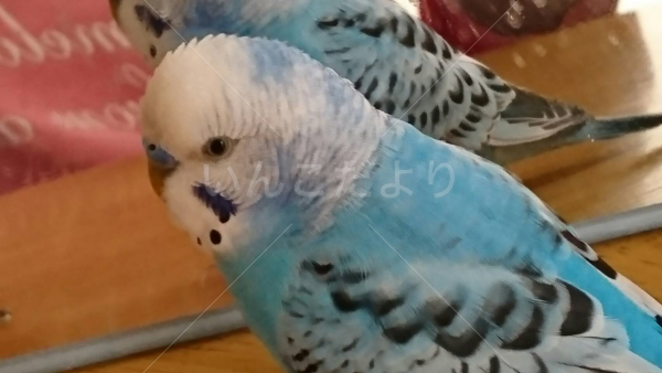 コメントの画像
