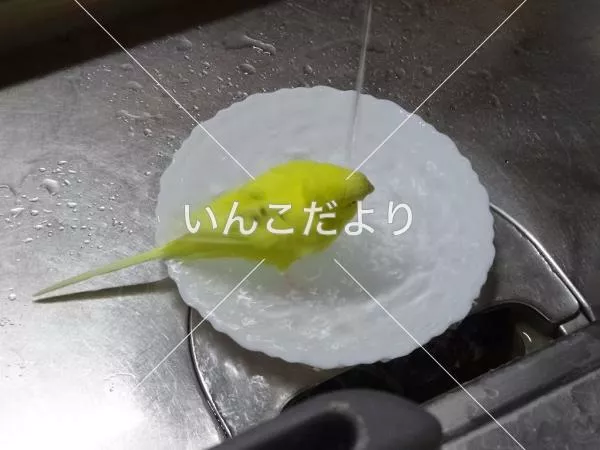 コメントの画像