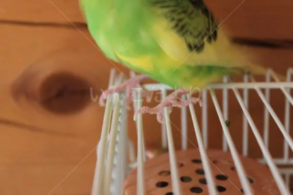 コメントの画像