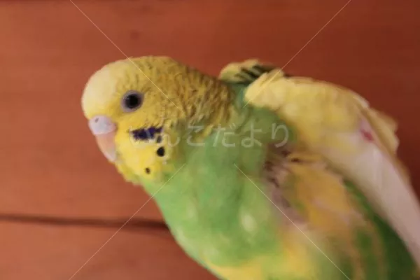 コメントの画像