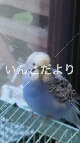 コメントの画像