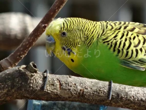 コメントの画像