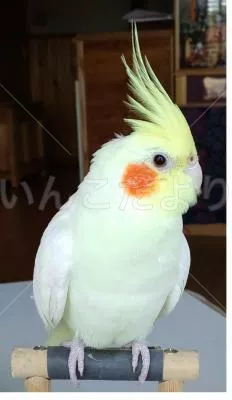 コメントの画像