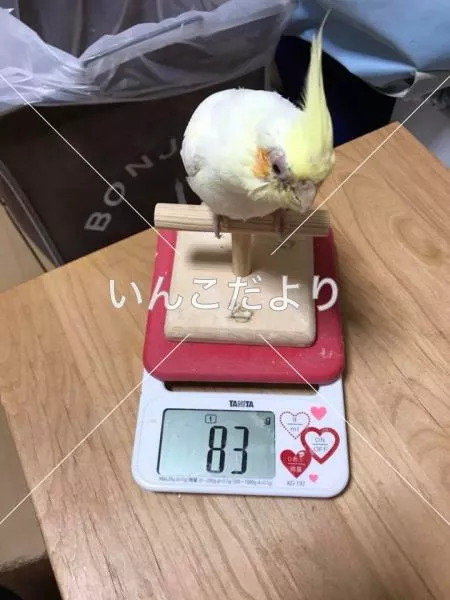 コメントの画像