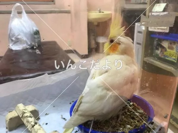 コメントの画像