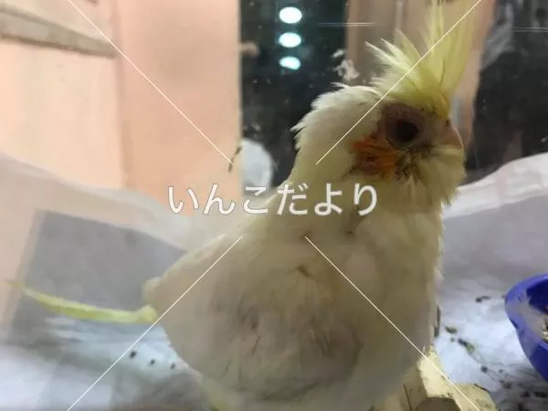 コメントの画像