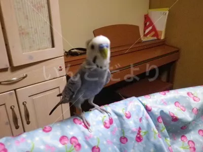 コメントの画像